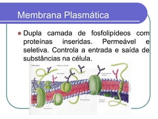Membrana Plasmática
 Dupla camada de fosfolipídeos com
proteínas inseridas. Permeável e
seletiva. Controla a entrada e saída de
substâncias na célula.
 