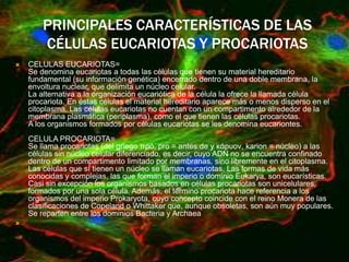 PRINCIPALES CARACTERÍSTICAS DE LAS
CÉLULAS EUCARIOTAS Y PROCARIOTAS
 CELULAS EUCARIOTAS=
Se denomina eucariotas a todas las células que tienen su material hereditario
fundamental (su información genética) encerrado dentro de una doble membrana, la
envoltura nuclear, que delimita un núcleo celular.
La alternativa a la organización eucariótica de la célula la ofrece la llamada célula
procariota. En éstas células el material hereditario aparece más o menos disperso en el
citoplasma. Las células eucariotas no cuentan con un compartimento alrededor de la
membrana plasmática (periplasma), como el que tienen las células procariotas.
A los organismos formados por células eucariotas se les denomina eucariontes.
CELULA PROCARIOTA=
Se llama procariotas (del griego πρό, pro = antes de y κάρυον, karion = núcleo) a las
células sin núcleo celular diferenciado, es decir, cuyo ADN no se encuentra confinado
dentro de un compartimento limitado por membranas, sino libremente en el citoplasma.
Las células que sí tienen un núcleo se llaman eucariotas. Las formas de vida más
conocidas y complejas, las que forman el imperio o dominio Eukarya, son eucarísticas.
Casi sin excepción los organismos basados en células procariotas son unicelulares,
formados por una sola célula. Además, el término procariota hace referencia a los
organismos del imperio Prokaryota, cuyo concepto coincide con el reino Monera de las
clasificaciones de Copeland o Whittaker que, aunque obsoletas, son aún muy populares.
Se reparten entre los dominios Bacteria y Archaea

 