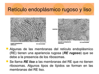 Biologia celular | PPT