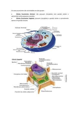 Os seres eucariontes são sub-divididos em dois grupos:
Células Eucariontes Animais: não possuem cloroplasto nem parede celular e
apresentam vários pequenos vacúolos.
Células Eucariontes Vegetais: possuem cloroplasto e parede celular e normalmente
apenas um grande vacúolo.
 