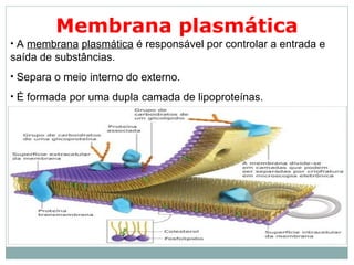 Membrana plasmática
• A membrana plasmática é responsável por controlar a entrada e
saída de substâncias.
• Separa o meio interno do externo.
• É formada por uma dupla camada de lipoproteínas.
 
