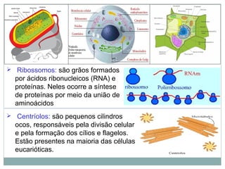  Ribossomos: são grãos formados
por ácidos ribonucleicos (RNA) e
proteínas. Neles ocorre a síntese
de proteínas por meio da união de
aminoácidos
 Centríolos: são pequenos cilindros
ocos, responsáveis pela divisão celular
e pela formação dos cílios e flagelos.
Estão presentes na maioria das células
eucarióticas.
 