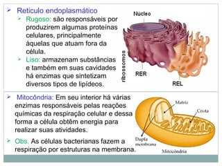  Reticulo endoplasmático
 Rugoso: são responsáveis por
produzirem algumas proteínas
celulares, principalmente
àquelas que atuam fora da
célula.
 Liso: armazenam substâncias
e também em suas cavidades
há enzimas que sintetizam
diversos tipos de lipídeos.
 Mitocôndria: Em seu interior há várias
enzimas responsáveis pelas reações
químicas da respiração celular e dessa
forma a célula obtêm energia para
realizar suas atividades.
 Obs. As células bacterianas fazem a
respiração por estruturas na membrana.
 