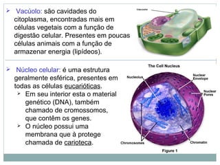  Vacúolo: são cavidades do
citoplasma, encontradas mais em
células vegetais com a função de
digestão celular. Presentes em poucas
células animais com a função de
armazenar energia (lipídeos).
 Núcleo celular: é uma estrutura
geralmente esférica, presentes em
todas as células eucarióticas.
 Em seu interior esta o material
genético (DNA), também
chamado de cromossomos,
que contêm os genes.
 O núcleo possui uma
membrana que à protege
chamada de carioteca.
 