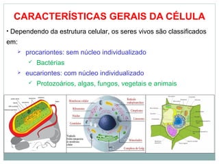 CARACTERÍSTICAS GERAIS DA CÉLULA
• Dependendo da estrutura celular, os seres vivos são classificados
em:
 procariontes: sem núcleo individualizado
 Bactérias
 eucariontes: com núcleo individualizado
 Protozoários, algas, fungos, vegetais e animais
 