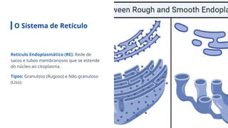 O Sistema de Retículo
Retículo Endoplasmático (RE): Rede de
sacos e tubos membranosos que se estende
do núcleo ao citoplasma.
Tipos: Granuloso (Rugoso) e Não granuloso
(Liso).
 