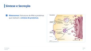 Fisiologia
Celular
Slide
11
Síntese e Secreção
Ribossomos: Estruturas de RNA e proteínas
que realizam a síntese de proteínas.
 