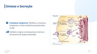 Fisiologia
Celular
Slide
11
Síntese e Secreção
Complexo Golgiense: Modifica, armazena,
empacota e envia substâncias produzidas
no RE.
Também origina os lisossomos e forma o
acrossomo do espermatozoide.
 