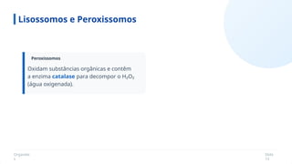 Organela
s
Slide
13
Peroxissomos
Lisossomos e Peroxissomos
Oxidam substâncias orgânicas e contêm
a enzima catalase para decompor o H₂O₂
(água oxigenada).
 