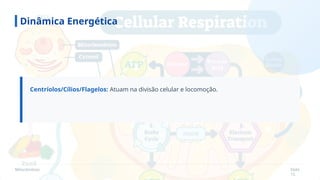 Mitocôndrias Slide
15
Dinâmica Energética
Centríolos/Cílios/Flagelos: Atuam na divisão celular e locomoção.
 
