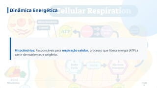 Mitocôndrias Slide
15
Dinâmica Energética
Mitocôndrias: Responsáveis pela respiração celular, processo que libera energia (ATP) a
partir de nutrientes e oxigênio.
 