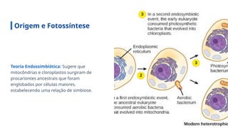Origem e Fotossíntese
Teoria Endossimbiótica: Sugere que
mitocôndrias e cloroplastos surgiram de
procariontes ancestrais que foram
englobados por células maiores,
estabelecendo uma relação de simbiose.
 