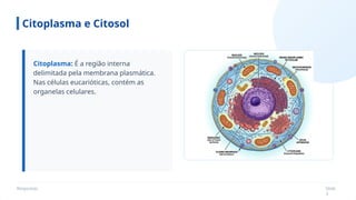 Respostas Slide
3
Citoplasma e Citosol
Citoplasma: É a região interna
delimitada pela membrana plasmática.
Nas células eucarióticas, contém as
organelas celulares.
 