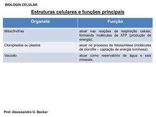 Estruturas celulares e funções principais
BIOLOGIA CELULAR
Organela Função
Mitocôndrias atuar nas reações de respiração celular,
formando moléculas de ATP (produção de
energia).
Cloroplastos ou plastos atuar no processo de fotossíntese (moléculas
de clorofila – captação de energia luminosa).
Vacúolo atuar como reservatório de água e sais
minerais.
Prof. Alexssandro G. Becker
 