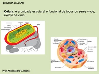 Célula: é a unidade estrutural e funcional de todos os seres vivos,
exceto os vírus.
BIOLOGIA CELULAR
Prof. Alexssandro G. Becker
 