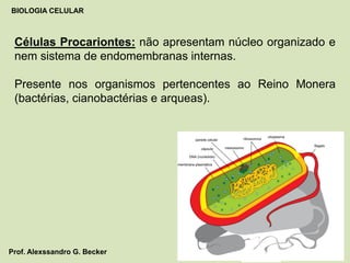 Células Procariontes: não apresentam núcleo organizado e
nem sistema de endomembranas internas.
Presente nos organismos pertencentes ao Reino Monera
(bactérias, cianobactérias e arqueas).
BIOLOGIA CELULAR
Prof. Alexssandro G. Becker
 