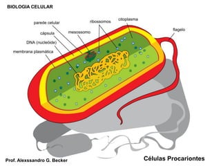 BIOLOGIA CELULAR
Células ProcariontesProf. Alexssandro G. Becker
 