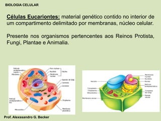 Células Eucariontes: material genético contido no interior de
um compartimento delimitado por membranas, núcleo celular.
Presente nos organismos pertencentes aos Reinos Protista,
Fungi, Plantae e Animalia.
BIOLOGIA CELULAR
Prof. Alexssandro G. Becker
 