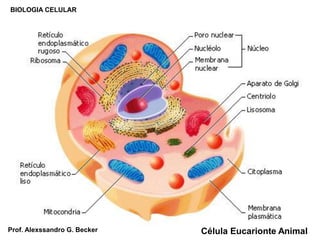 BIOLOGIA CELULAR
Célula Eucarionte AnimalProf. Alexssandro G. Becker
 