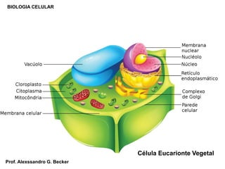 BIOLOGIA CELULAR
Célula Eucarionte Vegetal
Prof. Alexssandro G. Becker
 