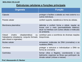 Estruturas celulares e funções principais
BIOLOGIA CELULAR
Organela Função
Cápsula proteger e facilitar a adesão ao meio externo e a
outros indivíduos.
Parede celular conferir suporte, resistência e forma às células.
Membrana plasmática delimitar e conferir forma a célula; regular as
trocas com o meio (permeabilidade seletiva);
atuar na interface com outras células e moléculas
do ambiente.
Citosol (matriz citoplasmática) ou
hialoplasma (citoplasma: conjunto formado
pelo citosol e organelas)
contribuir para a ocorrência de diversas reações
bioquímicas.
Núcleo celular armazenar moléculas de DNA (cromatina) e os
nucléolos (RNA).
Carioteca proteger a estrutura e individualizar o DNA na
forma de cromatina.
Centríolos formar cílios e flagelos, coordenando o seu
batimento; organizar as fibras que participam da
divisão celular (mitose e meiose)
Prof. Alexssandro G. Becker
 