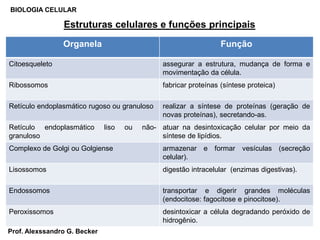 Estruturas celulares e funções principais
BIOLOGIA CELULAR
Organela Função
Citoesqueleto assegurar a estrutura, mudança de forma e
movimentação da célula.
Ribossomos fabricar proteínas (síntese proteica)
Retículo endoplasmático rugoso ou granuloso realizar a síntese de proteínas (geração de
novas proteínas), secretando-as.
Retículo endoplasmático liso ou não-
granuloso
atuar na desintoxicação celular por meio da
síntese de lipídios.
Complexo de Golgi ou Golgiense armazenar e formar vesículas (secreção
celular).
Lisossomos digestão intracelular (enzimas digestivas).
Endossomos transportar e digerir grandes moléculas
(endocitose: fagocitose e pinocitose).
Peroxissomos desintoxicar a célula degradando peróxido de
hidrogênio.
Prof. Alexssandro G. Becker
 