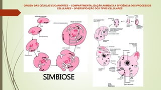 ORIGEM DAS CÉLULAS EUCARIONTES – COMPARTIMENTALIZAÇÃO AUMENTA A EFICIÊNCIA DOS PROCESSOS
CELULARES – DIVERSIFICAÇÃO DOS TIPOS CELULARES
SIMBIOSE
 