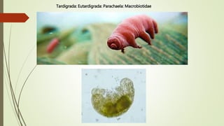 Tardigrada: Eutardigrada: Parachaela: Macrobiotidae
 