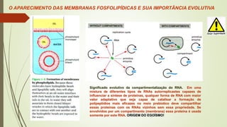 O APARECIMENTO DAS MEMBRANAS FOSFOLIPÍDICAS E SUA IMPORTÂNCIA EVOLUTIVA
Significado evolutivo da compartimentalização do RNA. Em uma
mistura de diferentes tipos de RNAs autorreplicastes capazes de
influenciar a síntese de proteínas, qualquer forma de RNA com maior
valor adaptativo que seja capaz de catalisar a formação de
polipeptídios mais eficazes no meio prebiotico deve compartilhar
essas proteínas com os RNAs vizinhos sem essa propriedade. Se
envolvidos por um compartimento (membrana) essa proteína é usada
somente por este RNA. ORIGEM DO EGOÍSMO!
 