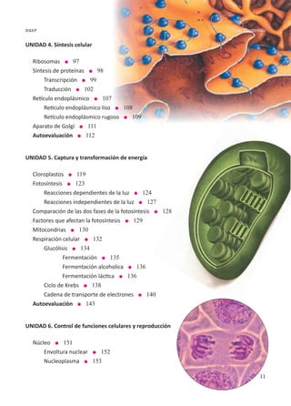 11
Contenido
dgep
UNIDAD 4. Síntesis celular
Ribosomas l 97
Síntesis de proteínas l 98
	Transcripción l 99
	Traducción l 102
Retículo endoplásmico l 107
	 Retículo endoplásmico liso l 108
	 Retículo endoplásmico rugoso l 109
Aparato de Golgi l 111
Autoevaluación l 112
UNIDAD 5. Captura y transformación de energía
Cloroplastos l 119
Fotosíntesis l 123
	 Reacciones dependientes de la luz l 124
	 Reacciones independientes de la luz l 127
Comparación de las dos fases de la fotosíntesis l 128
Factores que afectan la fotosíntesis l 129
Mitocondrias l 130
Respiración celular l 132
	Glucólisis l 134
		 Fermentación l 135
		 Fermentación alcoholica l 136
		 Fermentación láctica l 136
	Ciclo de Krebs l 138
	Cadena de transporte de electrones l 140
Autoevaluación l 143
UNIDAD 6. Control de funciones celulares y reproducción
Núcleo l 151
	 Envoltura nuclear l 152
	Nucleoplasma l 153
Contenido
 