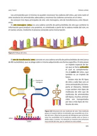 101
Síntesis celular
uas / dgep
Los aminoácidos por sí mismos no pueden reconocer los codones del ARNm, por esta razón el
ARNt recolecta los aminoácidos adecuados y reconoce los codones correctos en el ARNm.
Se conocen tres tipos principales de ARN: ARN mensajero, ARN de transferencia y ARN ribosó-
mico.
EL ARN mensajero (ARNm) es una cadena sencilla de polinucleótidos de ARN que contiene la
información para producir una proteína, es sintetizado a partir de la cadena molde del ADN, en
el núcleo celular, mediante el proceso conocido como transcripción.
El ARN de transferencia (ARNt) consiste en una cadena sencilla de polinucleótidos de ARN (cerca
de 80 nucleótidos), que se pliega sobre sí misma adquiriendo una forma específica. El ARNt posee
un triplete especial de ba-
ses que se llama anticodón
el cual es complementa-
rio al codón del ARNm, que
también es un triplete de
bases.
Existen más de 45 tipos
de ARNt y cada tipo une un
único aminoácido y lo trans-
porta al ribosoma. Debido
a que existen más tipos de
moléculas de ARNt que de
moléculas de aminoácidos
(20 tipos), muchos aminoá-
cidos son transportados
por dos o más tipos de mo-
léculas de ARNt.
Figura 4.7 Dibujo del ARNm.
Figura 4.8 Estructura de una molécula de ARNt. Esta molécula
posee en la parte inferior el anticodón que ensambla con el co-
dón del ARNm. Observa los puentes de hidrógenos que se forman
entre los nucleótidos de la molécula cuando esta se tuerce o
dobla sobre sí misma. A la derecha se muestra una estructura
muy sencilla del ARNt, que se utilizará en esta unidad.
Aminoácido
leucina
Puentes de
hidrógeno
Anticodón
Codón
ARNm
G
G
G
U U
C
C
C
C
A
A
 