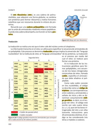 102
Unidad 4 biología celular
El ARN ribosómico (ARNr), es una cadena de polinu-
cleótidos, que adquiere una forma globular, se combina
con proteínas para formar ribosomas y realiza funciones
catalíticas que son necesarias durante la síntesis de pro-
teínas.
Recuerda que una cadena polipeptídica está formada
por la unión de aminoácidos mediante enlaces peptídicos.
Cuando esta cadena desempeña una función se llama pro-
teína.
Traducción
La traducción se realiza una vez que el ARNm sale del núcleo y entra al citoplasma.
La información transcrita en el ARNm se utiliza para especificar la secuencia de aminoácidos de
un polipéptido. Este proceso se denomina traducción porque implica la conversión del “lenguaje
nucleotídico” de la molécula de ARNm al “lenguaje aminoacídico” de las proteínas. La traducción
es el proceso por medio del
cual el ARNm se traduce para
formar una proteína.
En la traducción de las ins-
trucciones genéticas para for-
mar polipéptidos, una secuen-
cia de tres bases nitrogenadas
consecutivas de ARNm, llamada
codón, especifica el aminoáci-
do que debe añadirse al poli-
péptido.
Como cada codón consiste
en tres nucleótidos, el código
se describe como un código de
tripletes. Las correspondencias
entre codones y aminoácidos y
señales de inicio y alto se de-
nominan conjuntamente códi-
go genético, es decir, es el len-
guaje del ARNm. El código está
escrito con solo cuatro letras
(A, U, C, G), que son las bases ni-
trogenadas del ARN y con ellas
transmite instrucciones para
20 aminoácidos distintos. El có-
digo se lee considerando tres
letras o tripletes o codones.
Figura 4.9 Dibujo del ARN ribosómico.
Figura 4.10 El código genético muestra los aminoácidos que correspon-
den a cada uno de los 64 codones posibles.
ARN
ribosómico
Segunda letra
U C A G
Priemra
letra
(extremo
5´)
U
UUU
UUC
UUA
UUG
UCU
UCC
UCA
UCG
UAU
UAC
UAA Parada
UAG Parada
UGU
UGC
UGA Parada
UGG
U
C
A
G
Tercera
letra
(extremo
3´)
C
CUU
CUC
CUA
CUG
CCU
CCC
CCA
CCG
CAU
CAC
CAA
CAG
CGU
CGC
CGA
CGG
U
C
A
G
A
AUU
AUC
AUA
AUG
ACU
ACC
ACA
ACG
AAU
AAC
AAA
AAG
AGU
AGC
AGA
AGG
U
C
A
C
G
GUU
GUC
GUA
GUG
GCU
GCC
GCA
GCG
GAU
GAC
GAA
GAG
GGU
GGC
GGA
GGG
U
C
A
C
= Codón de parada (alto)
= Codón iniciador
Phe
Leu
Leu Pro Arg
His
Asn
Asp
Ser
Gln
Lys
Glu
Arg
Ile
Val
Met
o inicio
Thr
Ala Gly
Trp
Ser
Tyr Cys
 