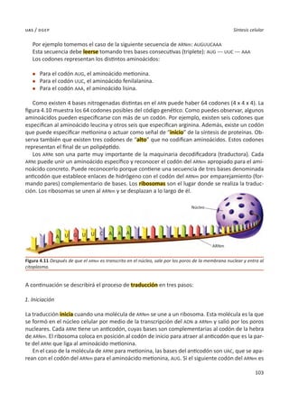 103
Síntesis celular
uas / dgep
Por ejemplo tomemos el caso de la siguiente secuencia de ARNm: AUGUUCAAA
Esta secuencia debe leerse tomando tres bases consecutivas (triplete): AUG --- UUC --- AAA
Los codones representan los distintos aminoácidos:
l	 Para el codón AUG, el aminoácido metionina.
l	 Para el codón UUC, el aminoácido fenilalanina.
l	 Para el codón AAA, el aminoácido lisina.
Como existen 4 bases nitrogenadas distintas en el ARN puede haber 64 codones (4 x 4 x 4). La
figura 4.10 muestra los 64 codones posibles del código genético. Como puedes observar, algunos
aminoácidos pueden especificarse con más de un codón. Por ejemplo, existen seis codones que
especifican al aminoácido leucina y otros seis que especifican arginina. Además, existe un codón
que puede especificar metionina o actuar como señal de “inicio” de la síntesis de proteínas. Ob-
serva también que existen tres codones de “alto” que no codifican aminoácidos. Estos codones
representan el final de un polipéptido.
Los ARNt son una parte muy importante de la maquinaria decodificadora (traductora). Cada
ARNt puede unir un aminoácido específico y reconocer el codón del ARNm apropiado para el ami-
noácido concreto. Puede reconocerlo porque contiene una secuencia de tres bases denominada
anticodón que establece enlaces de hidrógeno con el codón del ARNm por emparejamiento (for-
mando pares) complementario de bases. Los ribosomas son el lugar donde se realiza la traduc-
ción. Los ribosomas se unen al ARNm y se desplazan a lo largo de él.
A continuación se describirá el proceso de traducción en tres pasos:
1. Iniciación
La traducción inicia cuando una molécula de ARNm se une a un ribosoma. Esta molécula es la que
se formó en el núcleo celular por medio de la transcripción del ADN a ARNm y salió por los poros
nucleares. Cada ARNt tiene un anticodón, cuyas bases son complementarias al codón de la hebra
de ARNm. El ribosoma coloca en posición al codón de inicio para atraer al anticodón que es la par-
te del ARNt que liga al aminoácido metionina.
En el caso de la molécula de ARNt para metionina, las bases del anticodón son UAC, que se apa-
rean con el codón del ARNm para el aminoácido metionina, AUG. Si el siguiente codón del ARNm es
Figura 4.11 Después de que el ARNm es transcrito en el núcleo, sale por los poros de la membrana nuclear y entra al
citoplasma.
ARNm
Núcleo
G C
U U U
A
A A A
 