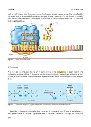 104
Unidad 4 biología celular
UUC, la molécula de ARNt tiene que poseer el anticodón AAG para poder ensamblar con el codón
del ARNm para el aminoácido fenilalanina, es decir el ARNt con anticodón AAG llevará el aminoá-
cido fenilalanina al ribosoma. Una vez en el ribosoma, el aminoácido se transfiere a la creciente
cadena polipeptídica.
2. Elongación
A la línea de ensamblaje del polipéptido se le conoce como elongación, es decir crecimiento
de la cadena polipeptídica. El ribosoma une los dos aminoácidos metionina y fenilalanina, me-
diante la eliminación de una molécula de agua (deshidratación), formándose el enlace peptí-
dico.
Además, el ribosoma rompe el enlace entre la metionina y su ARNt. El ARNt se aleja flotando
para permitir que el ribosoma ligue otro ARNt. El ribosoma continúa a lo largo del ARNm para
Figura 4.13 Formación del enlace peptídico entre dos aminoácidos, mediante una deshidratación.
Figura 4.12 Inicio de la traducción.
Lisina
ARNt
Metionina
Fenilalanina
Ribosoma
Grupo
carboxilo
Aminoácido
Aminoácido Dipéptido
Grupo
amino
Enlace
peptídico
Síntesis por
deshidratación
Codón
de inicio
ARNm
A A
C
C
A
A A A A
U U U
U U U
G
G
U
H
H
H
+
H
H
H
H
H H H
H
N N N
N
C C C C C
C C
C
O O
O
O
OH OH
H2
O
OH
R R R R
 