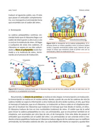 105
Síntesis celular
uas / dgep
traducir al siguiente codón, AAA. El ARNt
que posee el anticodón complementa-
rio, UUU transporta al aminoácido lisina
que ensambla con el codón del ARNm.
3. Terminación
La cadena polipeptídica continúa cre-
ciendo hasta que el ribosoma llega a un
codón de interrupción o alto (UAA o UAG
o UGA) en la molécula de ARNm. Al llegar
a cualquiera de estos tres codones, el
ribosoma se separa en sus dos subuni-
dades y libera al polipéptido recién for-
mado y a la molécula de ARNm, termi-
nando así el proceso de traducción.
Resumiendo, la síntesis de proteínas se realiza en dos etapas: la transcripción y la traducción.
La transcripción se realiza en el núcleo celular, donde a partir de una de las cadenas de ADN (la
cadena molde) se copia la información a otra molécula de otro ácido nucleico, el ARN, que lleva
el mensaje al traductor, que es el ribosoma. La traducción se lleva a cabo en el citoplasma por-
que ahí se localizan los ribosomas que traducen el mensaje que trae desde el núcleo, el ARNm.
El ribosoma traduce de tres en tres nucléotidos (codones) de ARNm. El codón que da la señal
para iniciar la cadena polipeptídica es AUG. Los aminoácidos, que se encuentran también en el
citoplama, son acarreados por otro tipo de ARN, el de transporte. Este ARNt debe de poseer el
anticodón que ensambla con el codón del ARNm. Los aminoácidos se van uniendo entre sí me-
diante enlaces peptídicos hasta que el ribosoma traduce alguno de los codones que no codifican
aminoácido, los llamados codones de alto. Las subunidades del riboma se separan y queda libre
Figura 4.14 La elongación de la cadena polipeptídica. El ri-
bosoma forma un enlace peptídico entre el primero (esfera
verde) y segundo aminoácido (esfera azul), además de que
rompe el enlace que mantenía unido al primer ARNt con su
aminoácido y libera la molécula de ARNt.
Figura 4.15 El proceso continúa hasta que el ribosoma llega a uno de los tres codones de alto, en este caso UGA. El
resultado es un polipéptido terminado.
Lisina
Polipéptido
Polipéptido
ARNt
ARNt
ARNm
ARNm
Ribosoma
Ribosoma
Arnt
Arnm
Ribosoma
Dirección de la traducción
A
A A G U U U
A A A
U U U C
G
U A C
G
G G
G
G G
A
A
A A
C
C C C
C
C U U
U U
 