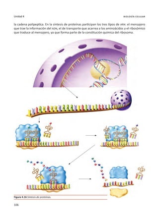 106
Unidad 4 biología celular
la cadena polipeptíca. En la síntesis de proteínas participan los tres tipos de ARN: el mensajero
que trae la información del ADN, el de transporte que acarrea a los aminoácidos y el ribosómico
que traduce al mensajero, ya que forma parte de la constitución química del ribosoma.
Figura 4.16 Síntesis de proteínas.
A C G
G C
U
U U
G G A
C
U U U
U U U
U A
A
A
A A
U U
A G
G
G
G G
C
C C C
C
U
U U U
U U
A G C A A A
C
A A
A A A A
U U U
G C
A A A A
 