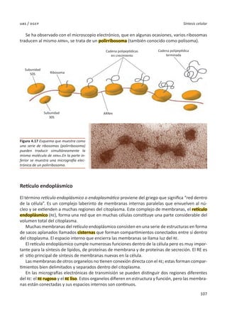 107
Síntesis celular
uas / dgep
Se ha observado con el microscopio electrónico, que en algunas ocasiones, varios ribosomas
traducen al mismo ARNm, se trata de un polirribosoma (también conocido como polisoma).
Retículo endoplásmico
El término retículo endoplásmico o endoplasmático proviene del griego que significa “red dentro
de la célula”. Es un complejo laberinto de membranas internas paralelas que envuelven al nú-
cleo y se extienden a muchas regiones del citoplasma. Este complejo de membranas, el retículo
endoplásmico (RE), forma una red que en muchas células constituye una parte considerable del
volumen total del citoplasma.
Muchas membranas del retículo endoplásmico consisten en una serie de estructuras en forma
de sacos aplanados llamados cisternas que forman compartimientos conectados entre sí dentro
del citoplasma. El espacio interno que encierra las membranas se llama luz del RE.
El retículo endoplásmico cumple numerosas funciones dentro de la célula pero es muy impor-
tante para la síntesis de lípidos, de proteínas de membrana y de proteínas de secreción. El RE es
el sitio principal de síntesis de membranas nuevas en la célula.
Las membranas de otros organelos no tienen conexión directa con el RE; estas forman compar-
timientos bien delimitados y separados dentro del citoplasma.
En las micrografías electrónicas de transmisión se pueden distinguir dos regiones diferentes
del RE: el RE rugoso y el RE liso. Estos organelos difieren en estructura y función, pero las membra-
nas están conectadas y sus espacios internos son continuos.
Figura 4.17 Esquema que muestra como
una serie de ribosomas (polirribosoma)
pueden traducir simultáneamente la
misma molécula de ARNm.En la parte in-
ferior se muestra una micrografía elec-
trónica de un polirribosoma.
Subunidad
50S
Subunidad
30S
Ribosoma
ARNm
Cadena polipeptídicas
en crecimiento
Cadena polipeptídica
terminada
 