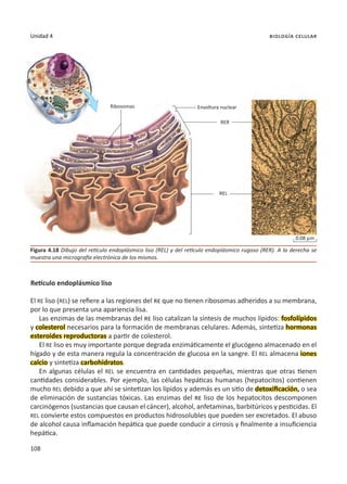 108
Unidad 4 biología celular
Retículo endoplásmico liso
El RE liso (REL) se refiere a las regiones del re que no tienen ribosomas adheridos a su membrana,
por lo que presenta una apariencia lisa.
Las enzimas de las membranas del re liso catalizan la síntesis de muchos lípidos: fosfolípidos
y colesterol necesarios para la formación de membranas celulares. Además, sintetiza hormonas
esteroides reproductoras a partir de colesterol.
El RE liso es muy importante porque degrada enzimáticamente el glucógeno almacenado en el
hígado y de esta manera regula la concentración de glucosa en la sangre. El REL almacena iones
calcio y sintetiza carbohidratos.
En algunas células el REL se encuentra en cantidades pequeñas, mientras que otras tienen
cantidades considerables. Por ejemplo, las células hepáticas humanas (hepatocitos) contienen
mucho REL debido a que ahí se sintetizan los lípidos y además es un sitio de detoxificación, o sea
de eliminación de sustancias tóxicas. Las enzimas del re liso de los hepatocitos descomponen
carcinógenos (sustancias que causan el cáncer), alcohol, anfetaminas, barbitúricos y pesticidas. El
REL convierte estos compuestos en productos hidrosolubles que pueden ser excretados. El abuso
de alcohol causa inflamación hepática que puede conducir a cirrosis y finalmente a insuficiencia
hepática.
Figura 4.18 Dibujo del retículo endoplásmico liso (REL) y del retículo endoplásmico rugoso (RER). A la derecha se
muestra una micrografía electrónica de los mismos.
Ribosomas Envoltura nuclear
RER
REL
0.08 mm
 