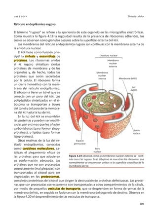 109
Síntesis celular
uas / dgep
Retículo endoplásmico rugoso
El término “rugoso” se refiere a la apariencia de este organelo en las micrografías electrónicas.
Como muestra la figura 4.18 la rugosidad resulta de la presencia de ribosomas adheridos, los
cuales se observan como gránulos oscuros sobre la superficie externa del RER.
Las membranas del retículo endoplásmico rugoso son continuas con la membrana externa de
la envoltura nuclear.
El RER tiene como función prin-
cipal la síntesis y ensamblaje de
proteínas. Los ribosomas unidos
al RE rugoso sintetizan ciertas
proteínas de membrana y de los
organelos y, de hecho, todas las
proteínas que serán secretadas
por la célula. El ribosoma forma
un cierre hermético con la mem-
brana del retículo endoplásmico.
El ribosoma tiene un túnel que se
conecta con un poro del RER. Los
polipéptidos sintetizados en el ri-
bosoma se transportan a través
del túnel y del poro de la membra-
na del RE hasta la luz del RE.
En la luz del RER se ensamblan
las proteínas y pueden ser modifi-
cadas por enzimas que les añaden
carbohidratos (para formar gluco-
proteínas), o lípidos (para formar
lípoproteínas).
Otras enzimas de la luz del re-
tículo endoplásmico, conocidas
como carabinas moleculares, ca-
talizan el plegamiento eficaz de
las proteínas para que adquieran
su conformación adecuada. Las
proteínas que no son procesadas
correctamente (mal plegadas) son
transportadas al citosol para ser
degradadas en los proteosomas,
complejos proteínicos del citosol que dirigen la destrucción de proteínas defectuosas. Las proteí-
nas que son procesadas correctamente son transportadas a otros compartimientos de la célula,
por medio de pequeñas vesículas de transporte, que se desprenden en forma de yemas de la
membrana del REL, en seguida se fusionan con la membrana del organelo de destino. Observa en
la figura 4.20 el desprendimiento de las vesículas de transporte.
Figura 4.19 Observa como la membrana nuclear externa se conti-
núa con el RE rugoso. En el dibujo no se muestran los ribosomas que
normalmente se encuentran unidos a la superficie citosólica de la
membrana del RE.
Envoltura nuclear
Membrana
nuclear
externa
Membrana
nuclear
interna Membrana del RE
Luz
del RE
Lámina
nuclear
Poro
nuclear
Espacio
perinuclear
 