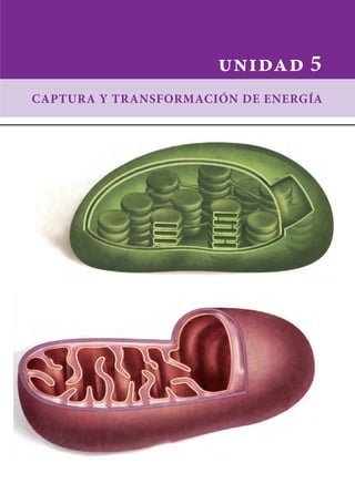 unidad 5
Captura y transformación de energía
 