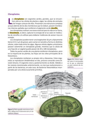 119
Cloroplastos
L
os cloroplastos son organelos verdes, grandes, que se encuen-
tran sólo en las células de plantas y algas; las células de animales
y de hongos carecen de ellos. Presentan una estructura compleja
ya que además de las dos membranas que lo rodean, poseen membra-
nas internas apiladas que contienen el pigmento verde clorofila.
Los cloroplastos realizan una tarea esencial para la vida en la Tierra,
la fotosíntesis, es decir, capturan la energía de la luz solar en molécu-
las de clorofila y la utilizan para elaborar moléculas de azúcar ricas en
energía.
Los cloroplastos pueden tener una longitud de 10 µm y típicamente
tienen 0.5-2 µm de grosor, pero varían en tamaño y forma en distintas
células, sobre todo entre las algas. Algunas células algales unicelulares
poseen solamente un cloroplasto grande, mientras que la célula de
una hoja de un vegetal puede poseer de 20 a 100 cloroplastos.
Todas las partes verdes de una planta contienen cloroplastos, pero
en la mayoría de las plantas, las hojas son los sitios principales de la
fotosíntesis.
Los cloroplastos contienen su propio ADN y ribosomas. Estos orga-
nelos se reproducen dividiéndose en dos, proceso conocido como di-
visión binaria. El organelo crece y posteriormente se divide. Debido a
las razones mencionadas anteriormente, se cree que evolucionaron a
partir de las bacterias; en este caso, de bacterias fotosintéticas incor-
poradas por una célula eucarionte primitiva.
Figura 5.2 Micrografía electrónica (arri-
ba) y dibujo de la estructura de un clo-
roplasto (abajo).
Figura 5.1 Célula vege-
tal vista al microscopio
en la que se observan
un gran número de clo-
roplastos.
119
Cloroplastos
Doble
membrana
Espacio
tilacoide
Grana Estroma
Tilacoide
500 nm
Membrana
externa
Membrana
interna
 
