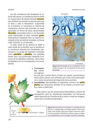 120
Unidad 5 biología celular
Las dos membranas del cloroplasto lo se-
paran del citosol. La membrana interna rodea
un espacio lleno de líquido llamado estroma,
que contiene las enzimas necesarias para que
se lleve a cabo la fotosíntesis. Suspendido
en el estroma, se encuentra un sistema de
membranas internas que consisten en sacos
aplanados en forma de disco, denominados
tilacoides, conectados entre sí. Los tilacoides
están organizados en pilas, llamadas grana.
Cada granum (singular) tiene un aspecto se-
mejante al de una pila de monedas, en la que
cada “moneda” es un tilacoide.
El color verde de las plantas se debe al
color verde de la clorofila, que se localiza en
la membrana tilacoide.Los cloroplastos per-
tenecen a un grupo de organelos conocidos
como plastidios o plástidos. Los plástidos
tienen ADN y son producidos mediante la di-
visión de los plástidos existentes. Otros tipos
de plástidos son los cromoplastos y los leuco-
plastos.
l	 Cromoplas-
tos: contie-
nen pigmen-
tos que dan a ciertas flores y frutos sus colores característicos;
estos colores atraen a los animales que sirven como polinizado-
res o como mecanismos de dispersión de las semillas.
l	 Leucoplastos: Son plastidios sin pigmento, incluye a los amilo-
plastos que almacenan almidón en las células y muchas semi-
llas, raíces y tubérculos.
Cabe aclarar que los procariontes fotosintéticos carecen de
cloroplastos, pero las membranas tilacoidales con frecuencia
están dispuestas en la periferia de la célula a modo de invagina-
ciones de la membrana plasmática.
Figura 5.3 Micrografía de los amiloplastos de las
células de papa y de cromoplastos de las células
de tomate.
Figura 5.4 Fotosíntesis en las plantas. La energía de la luz
del Sol es transformada en energía química. Estos autó-
trofos usan energía solar para realizar reacciones quími-
cas que convierten el dióxido de carbono y agua, en oxíge-
no y carbohidratos ricos en energía: azúcares y almidones.
Amiloplasto
Cromoplasto
Energía
solar
Dióxido
de
carbono
Agua
Energía
solar
Carbohidratos + Oxígeno
+
 