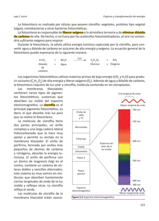 121
Captura y transformación de energía
uas / dgep
La fotosíntesis es realizada por células que poseen clorofila: vegetales, protistas tipo vegetal
(algas), cianobacterias y otras bacterias fotosintéticas.
La fotosíntesis es responsable de liberar oxígeno a la atmósfera terrestre y de eliminar dióxido
de carbono de ella. De hecho, si no fuera por los autótrofos fotosintetizadores, el aire no conten-
dría suficiente oxígeno para respirar.
Durante la fotosíntesis, la célula utiliza energía lumínica capturada por la clorofila, para con-
vertir agua y dióxido de carbono en azúcares de alta energía y oxígeno. La ecuación general de la
fotosíntesis puede expresarse de la siguiente manera:
Los organismos fotosintéticos utilizan materias primas de baja energía (CO2
y H2
O) para produ-
cir azúcares (C6
H12
O6
) de alta energía y liberar oxígeno (O2
). Además de agua y dióxido de carbono,
la fotosíntesis requiere de luz solar y clorofila, molécula contenida en los cloroplastos.
Las membranas tilacoidales
contienen varios tipos de pigmen-
tos fotosintéticos, sustancias que
absorben luz visible del espectro
electromagnético. La clorofila es el
principal pigmento fotosintético, es
decir, el que absorbe más luz para
que se realice la fotosíntesis.
La molécula de clorofila tiene
dos partes principales, un anillo
complejo y una larga cadena lateral
hidrocarbonada que la hace muy
apolar y permite su anclaje en la
membrana tilacoidal. El anillo de
porfirina, formado por anillos más
pequeños de átomos de carbono
y nitrógeno, absorbe la energía lu-
minosa. El anillo de porfirina con
un átomo de magnesio (Mg) en el
centro, contiene un sistema de en-
laces dobles y sencillos alternados;
este sistema es muy común en mo-
léculas que absorben fuertemente
ciertas longitudes de onda de la luz
visible y reflejan otras. La clorofila
refleja el verde.
Las moléculas de clorofila de la
membrana tilacoidal están asocia- Figura 5.5 Espectro electromagnético.
Una longitud de onda
6 CO2
+ +
6H2
O
+ +
Agua
Luz
C6
H12
O6
6O6
Glucosa Oxígeno
Dióxido
de
carbono
Mayor longitud de onda
760 nm
700 nm
600 nm
500 nm
400 nm
380 nm
Ondas de
radio
y TV
Microondas
Espectros de
color de la
luz visible
Infrarrojo
Visible
Ultravioleta
Rayos X
Rayos
gamma
Espectro
electromagnético
Menor longitud de onda
 