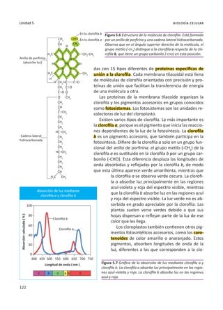 122
Unidad 5 biología celular
En la clorofila b
En la clorofila a
das con 15 tipos diferentes de proteínas específicas de
unión a la clorofila. Cada membrana tilacoidal está llena
de moléculas de clorofila orientadas con precisión y pro-
teínas de unión que facilitan la transferencia de energía
de una molécula a otra.
Las proteínas de la membrana tilacoide organizan la
clorofila y los pigmentos accesorios en grupos conocidos
como fotosistemas. Los fotosistemas son las unidades re-
colectoras de luz del cloroplasto.
Existen varios tipos de clorofila. La más importante es
la clorofila a, porque es el pigmento que inicia las reaccio-
nes dependientes de la luz de la fotosíntesis. La clorofila
b es un pigmento accesorio, que también participa en la
fotosíntesis. Difiere de la clorofila a solo en un grupo fun-
cional del anillo de porfirina: el grupo metilo (-CH3
) de la
clorofila a es sustituido en la clorofila b por un grupo car-
bonilo (-CHO). Esta diferencia desplaza las longitudes de
onda absorbidas y reflejadas por la clorofila b, de modo
que esta última aparece verde amarillenta, mientras que
la clorofila a se observa verde oscuro. La clorofi-
la a absorbe luz principalmente en las regiones
azul-violeta y roja del espectro visible, mientras
que la clorofila b absorbe luz en las regiones azul
y roja del espectro visible. La luz verde no es ab-
sorbida en grado apreciable por la clorofila. Las
plantas suelen verse verdes debido a que sus
hojas dispersan o reflejan parte de la luz de ese
color que les llega.
Los cloroplastos también contienen otros pig-
mentos fotosintéticos accesorios, como los caro-
tenoides de color amarillo o anaranjado. Estos
pigmentos, absorben longitudes de onda de la
luz, diferentes a las que corresponden a la clo-
Figura 5.6 Estructura de la molécula de clorofila. Está formada
por un anillo de porfirina y una cadena lateral hidrocarbonada.
Observa que en el ángulo superior derecho de la molécula, el
grupo metilo (-CH3
) distingue a la clorofila a respecto de la clo-
rofila b, que tiene un grupo carbonilo (-CHO) en esta posición.
Figura 5.7 Gráfica de la absorción de luz mediante clorofila a y
clorofila b. La clorofila a absorbe luz principalmente en las regio-
nes azul-violeta y roja. La clorofila b absorbe luz en las regiones
azul y roja.
Anillo de porfirina
(absorbe luz)
Cadena lateral
hidrocarbonada
CH2
CH2
CH3
CH3
CH3
CH3
H3
C
CH3
CH2
CH2
CH2
CH2
CH2
CH2
CH2
CH2
CH2
CH2
CH
CH2
CH
HC
HC
HC C
C
C
C
O
O
O
O
O
CH3
H3
C
H3
C
CH2
CH
HC Mg
CH3
CH3
CH
C
C
C
C C
C C
C
C
C
C C C C
C C C
C
H
H
H
N N
N
N
CHO
Absorción de luz mediante
clorofila a y clorofila b
Absorción
calculada
( % )
Longitud de onda ( nm )
100
80
60
40
400
V A A N R
V
450 500 550 600 650 700 750
20
0
Clorofila b
Clorofila a
 