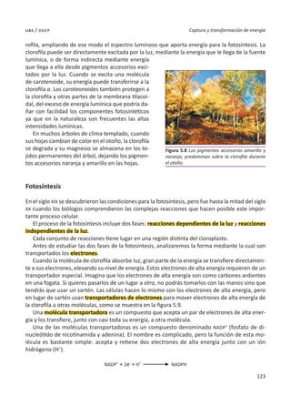 123
Captura y transformación de energía
uas / dgep
rofila, ampliando de ese modo el espectro luminoso que aporta energía para la fotosíntesis. La
clorofila puede ser directamente excitada por la luz, mediante la energía que le llega de la fuente
lumínica, o de forma indirecta mediante energía
que llega a ella desde pigmentos accesorios exci-
tados por la luz. Cuando se excita una molécula
de carotenoide, su energía puede transferirse a la
clorofila a. Los caroteonoides también protegen a
la clorofila y otras partes de la membrana tilacoi-
dal, del exceso de energía lumínica que podría da-
ñar con facilidad los componentes fotosintéticos
ya que en la naturaleza son frecuentes las altas
intensidades lumínicas.
En muchos árboles de clima templado, cuando
sus hojas cambian de color en el otoño, la clorofila
se degrada y su magnesio se almacena en los te-
jidos permanentes del árbol, dejando los pigmen-
tos accesorios naranja y amarillo en las hojas.
Fotosíntesis
En el siglo XIX se descubrieron las condiciones para la fotosíntesis, pero fue hasta la mitad del siglo
XX cuando los biólogos comprendieron las complejas reacciones que hacen posible este impor-
tante proceso celular.
El proceso de la fotosíntesis incluye dos fases: reacciones dependientes de la luz y reacciones
independientes de la luz.
Cada conjunto de reacciones tiene lugar en una región distinta del cloroplasto.
Antes de estudiar las dos fases de la fotosíntesis, analizaremos la forma mediante la cual son
transportados los electrones.
Cuando la molécula de clorofila absorbe luz, gran parte de la energía se transfiere directamen-
te a sus electrones, elevando su nivel de energía. Estos electrones de alta energía requieren de un
transportador especial. Imagina que los electrones de alta energía son como carbones ardientes
en una fogata. Si quieres pasarlos de un lugar a otro, no podrás tomarlos con las manos sino que
tendrás que usar un sartén. Las células hacen lo mismo con los electrones de alta energía, pero
en lugar de sartén usan transportadores de electrones para mover electrones de alta energía de
la clorofila a otras moléculas, como se muestra en la figura 5.9.
Una molécula transportadora es un compuesto que acepta un par de electrones de alta ener-
gía y los transfiere, junto con casi toda su energía, a otra molécula.
Una de las moléculas transportadoras es un compuesto denominado NADP+
(fosfato de di-
nucleótido de nicotinamida y adenina). El nombre es complicado, pero la función de esta mo-
lécula es bastante simple: acepta y retiene dos electrones de alta energía junto con un ión
hidrógeno (H+
).
NADP+
+ 2e-
+ H+
NADPH
Figura 5.8 Los pigmentos accesorios amarillo y
naranja, predominan sobre la clorofila durante
el otoño.
 