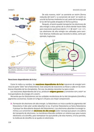 124
Unidad 5 biología celular
De esta manera, NADP+
se convierte en NADPH (forma
reducida del NADP+
). La conversión de NADP+
en NADPH es
una de las formas mediante la cual, parte de la energía de
la luz del Sol queda atrapada en forma química.
Después, el NADPH puede transportar los electrones de
alta energía a otras partes de la célula donde hacen falta
para reacciones químicas (NADPH NADP+
+ 2e-
+ H+
).
Los electrones de alta energía son utilizados para cons-
truir diversas moléculas que necesita la célula, como por
ejemplo, la glucosa.
Reacciones dependientes de la luz
Como lo indica su nombre, las reacciones dependientes de la luz requieren de energía lumi-
nosa (la parte “foto” de la fotosíntesis). Este conjunto de reacciones se llevan a cabo en las mem-
branas tilacoides de los cloroplastos. Por eso, las plantas necesitan luz para crecer.
Las reacciones dependientes de la luz, producen oxígeno gaseoso y convierten ADP y NADP+
en
transportadores de energía ATP y NADPH.
Recuerda que los fotosistemas son las unidades recolectoras de luz del cloroplasto (clorofila y
pigmentos accesorios). Guíate en la figura 5.14 para una mejor comprensión.
A.	Formación de electrones de alta energía. La fotosíntesis se inicia cuando los pigmentos del
fotosistema II (de color verde) absorben la luz. El primer fotosistema se llama fotosistema
II porque fue descubierto después del fotosistema I. Los electrones absorben la energía lu-
mínica y se convierten en electrones de alta energía (color naranja) que pasan a la cadena
de transporte de electrones. La membrana tilacoide contiene un sistema que pasa nuevos
electrones a la clorofila, para reemplazar los que pierde y de esta manera, si la luz persiste,
la molécula de clorofila no se queda sin electrones.
Figura 5.9 Al igual que un sartén transpor-
ta carbones calientes, el NADP+
transporta
electrones.
Figura 5.10 Perspectiva general de la fotosíntesis.
NADP+
NADP+
NADPH
ADP+P
ATP
Luz
H2
O CO2
O2
Azúcares
Ciclo de
Calvin
Reacciones
dependientes
de luz
NADP+
NADPH
NADPH
2e-
2e-
+
+
H+
H+
 