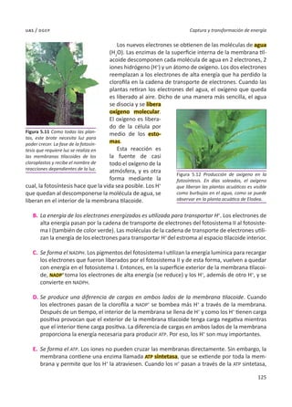 125
Captura y transformación de energía
uas / dgep
Los nuevos electrones se obtienen de las moléculas de agua
(H2
O). Las enzimas de la superficie interna de la membrana til-
acoide descomponen cada molécula de agua en 2 electrones, 2
iones hidrógeno (H+
) y un átomo de oxígeno. Los dos electrones
reemplazan a los electrones de alta energía que ha perdido la
clorofila en la cadena de transporte de electrones. Cuando las
plantas retiran los electrones del agua, el oxígeno que queda
es liberado al aire. Dicho de una manera más sencilla, el agua
se disocia y se libera
oxígeno molecular.
El oxígeno es libera-
do de la célula por
medio de los esto-
mas.
Esta reacción es
la fuente de casi
todo el oxígeno de la
atmósfera, y es otra
forma mediante la
cual, la fotosíntesis hace que la vida sea posible. Los H+
que quedan al descomponerse la molécula de agua, se
liberan en el interior de la membrana tilacoide.
B.	La energía de los electrones energizados es utilizada para transportar H+
. Los electrones de
alta energía pasan por la cadena de transporte de electrones del fotosistema II al fotosiste-
ma I (también de color verde). Las moléculas de la cadena de transporte de electrones utili-
zan la energía de los electrones para transportar H+
del estroma al espacio tilacoide interior.
C.	 Se forma el NADPH. Los pigmentos del fotosistema I utilizan la energía lumínica para recargar
los electrones que fueron liberados por el fotosistema II y de esta forma, vuelven a quedar
con energía en el fotosistema I. Entonces, en la superficie exterior de la membrana tilacoi-
de, NADP+
toma los electrones de alta energía (se reduce) y los H+
, además de otro H+
, y se
convierte en NADPH.
D.	Se produce una diferencia de cargas en ambos lados de la membrana tilacoide. Cuando
los electrones pasan de la clorofila a NADP+
se bombea más H+
a través de la membrana.
Después de un tiempo, el interior de la membrana se llena de H+
y como los H+
tienen carga
positiva provocan que el exterior de la membrana tilacoide tenga carga negativa mientras
que el interior tiene carga positiva. La diferencia de cargas en ambos lados de la membrana
proporciona la energía necesaria para producir ATP. Por eso, los H+
son muy importantes.
E.	 Se forma el ATP. Los iones no pueden cruzar las membranas directamente. Sin embargo, la
membrana contiene una enzima llamada ATP sintetasa, que se extiende por toda la mem-
brana y permite que los H+
la atraviesen. Cuando los H+
pasan a través de la ATP sintetasa,
Figura 5.11 Como todas las plan-
tas, este brote necesita luz para
poder crecer. La fase de la fotosín-
tesis que requiere luz se realiza en
las membranas tilacoides de los
cloroplastos y recibe el nombre de
reacciones dependientes de la luz.
Figura 5.12 Producción de oxígeno en la
fotosíntesis. En días soleados, el oxígeno
que liberan las plantas acuáticas es visible
como burbujas en el agua, como se puede
observar en la planta acuática de Elodea.
 