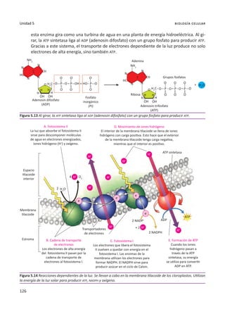 126
Unidad 5 biología celular
esta enzima gira como una turbina de agua en una planta de energía hidroeléctrica. Al gi-
rar, la ATP sintetasa liga al ADP (adenosin difosfato) con un grupo fosfato para producir ATP.
Gracias a este sistema, el transporte de electrones dependiente de la luz produce no solo
electrones de alta energía, sino también ATP.
Figura 5.13 Al girar, la ATP sintetasa liga al ADP (adenosin difosfato) con un grupo fosfato para producir ATP.
Figura 5.14 Reacciones dependientes de la luz. Se llevan a cabo en la membrana tilacoide de los cloroplastos. Utilizan
la energía de la luz solar para producir ATP, NADPH y oxígeno.
NH2
NH2
H2
C
H2
C H2
O
H2
O
O2
N
N
HC
CH
N
N
O
H H
H H
OH OH
O
O O
O
O
O O
P P P
O
O-
O
+
N
N
O
O-
O-
O-
O-
O
O P P
P +
OH HO
O O
4
2
O
OH OH
H
H H
H
N
N
HC
CH
Adenosin difosfato
(ADP)
ATP sintetasa
ATP
ADP
2 NADPH
2 NADP+
Transportadores
de electrones
+ 2
Espacio
tilacoide
interior
Membrana
tilacoide
Estroma
A. Fotosistema II
La luz que absorbe el fotosistema II
sirve para descomponer moléculas
de agua en electrones energizados,
iones hidrógeno (H+
) y oxígeno.
B. Cadena de transporte
de electrones
Los electrones de alta energía
del fotosistema II pasan por la
cadena de transporte de
electrones al fotosistema I.
C. Fotosistema I
Los electrones que libera el fotosistema
II vuelven a quedar con energía en el
fotosistema I. Las enzimas de la
membrana utilizan los electrones para
formar NADPH. El NADPH sirve para
producir azúcar en el ciclo de Calvin.
E. Formación de ATP
Cuando los iones
hidrógeno pasan a
través de la ATP
sintetasa, su energía
se utiliza para convertir
ADP en ATP.
D. Movimiento de iones hidrógeno
El interior de la membrana tilaciode se llena de iones
hidrógeno con carga positiva. Esto hace que el exterior
de la membrana tilacoide tenga carga negativa,
mientras que el interior es positivo.
Adenosin trifosfato
(ATP)
�
�
�
Ribosa
Grupos fosfatos
Adenina
Fosfato
inorgánico
(Pi)
H+
H+
H+
H+
H+
H+
H+
H+
H+
e-
e-
e-
e-
 