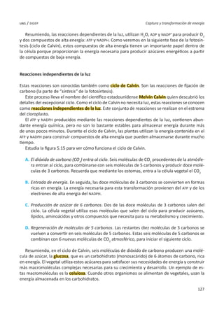127
Captura y transformación de energía
uas / dgep
Resumiendo, las reacciones dependientes de la luz, utilizan H2
O, ADP y NADP+
para producir O2
y dos compuestos de alta energía: ATP y NADPH. Como veremos en la siguiente fase de la fotosín-
tesis (ciclo de Calvin), estos compuestos de alta energía tienen un importante papel dentro de
la célula porque proporcionan la energía necesaria para producir azúcares energéticos a partir
de compuestos de baja energía.
Reacciones independientes de la luz
Estas reacciones son conocidas también como ciclo de Calvin. Son las reacciones de fijación de
carbono (la parte de “síntesis” de la fotosíntesis).
Este proceso lleva el nombre del científico estadounidense Melvin Calvin quien descubrió los
detalles del excepcional ciclo. Como el ciclo de Calvin no necesita luz, estas reacciones se conocen
como reacciones independientes de la luz. Este conjunto de reacciones se realizan en el estroma
del cloroplasto.
El ATP y NADPH producidos mediante las reacciones dependientes de la luz, contienen abun-
dante energía química, pero no son lo bastante estables para almacenar energía durante más
de unos pocos minutos. Durante el ciclo de Calvin, las plantas utilizan la energía contenida en el
ATP y NADPH para construir compuestos de alta energía que pueden almacenarse durante mucho
tiempo.
Estudia la figura 5.15 para ver cómo funciona el ciclo de Calvin.
A.	El dióxido de carbono (CO2
) entra al ciclo. Seis moléculas de CO2
procedentes de la atmósfe-
ra entran al ciclo, para combinarse con seis moléculas de 5 carbonos y producir doce molé-
culas de 3 carbonos. Recuerda que mediante los estomas, entra a la célula vegetal el CO2
B.	Entrada de energía. En seguida, las doce moléculas de 3 carbonos se convierten en formas
ricas en energía. La energía necesaria para esta transformación provienen del ATP y de los
electrones de alta energía del NADPH.
C.	 Producción de azúcar de 6 carbonos. Dos de las doce moléculas de 3 carbonos salen del
ciclo. La célula vegetal utiliza esas moléculas que salen del ciclo para producir azúcares,
lípidos, aminoácidos y otros compuestos que necesita para su metabolismo y crecimiento.
D.	Regeneración de moléculas de 5 carbonos. Las restantes diez moléculas de 3 carbonos se
vuelven a convertir en seis moléculas de 5 carbonos. Estas seis moléculas de 5 carbonos se
combinan con 6 nuevas moléculas de CO2
atmosférico, para iniciar el siguiente ciclo.
Resumiendo, en el ciclo de Calvin, seis moléculas de dióxido de carbono producen una molé-
cula de azúcar, la glucosa, que es un carbohidrato (monosacárido) de 6 átomos de carbono, rica
en energía. El vegetal utiliza estos azúcares para satisfacer sus necesidades de energía y construir
más macromoléculas complejas necesarias para su crecimiento y desarrollo. Un ejemplo de es-
tas macromoléculas es la celulosa. Cuando otros organismos se alimentan de vegetales, usan la
energía almacenada en los carbohidratos.
 