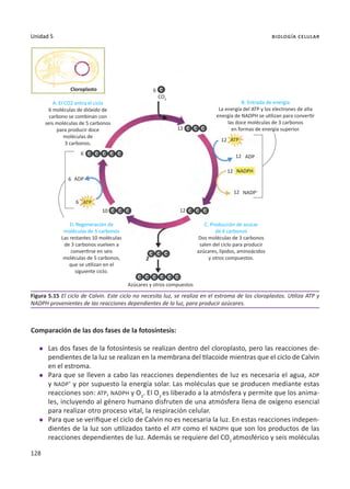128
Unidad 5 biología celular
Comparación de las dos fases de la fotosíntesis:
l	 Las dos fases de la fotosíntesis se realizan dentro del cloroplasto, pero las reacciones de-
pendientes de la luz se realizan en la membrana del tilacoide mientras que el ciclo de Calvin
en el estroma.
l	 Para que se lleven a cabo las reacciones dependientes de luz es necesaria el agua, ADP
y NADP+
y por supuesto la energía solar. Las moléculas que se producen mediante estas
reacciones son: ATP, NADPH y O2
. El O2
es liberado a la atmósfera y permite que los anima-
les, incluyendo al género humano disfruten de una atmósfera llena de oxígeno esencial
para realizar otro proceso vital, la respiración celular.
l	 Para que se verifique el ciclo de Calvin no es necesaria la luz. En estas reacciones indepen-
dientes de la luz son utilizados tanto el ATP como el NADPH que son los productos de las
reacciones dependientes de luz. Además se requiere del CO2
atmosférico y seis moléculas
Figura 5.15 El ciclo de Calvin. Este ciclo no necesita luz, se realiza en el estroma de los cloroplastos. Utiliza ATP y
NADPH provenientes de las reacciones dependientes de la luz, para producir azúcares.
6
12
6
6
6
10
12
12
12
12
12
2
CO2
Cloroplasto
A. El CO2 entra el ciclo
6 moléculas de dióxido de
carbono se combinan con
seis moléculas de 5 carbonos
para producir doce
moléculas de
3 carbonos.
D. Regeneración de
moléculas de 5 carbonos
Las restantes 10 moléculas
de 3 carbonos vuelven a
convertirse en seis
moléculas de 5 carbonos,
que se utilizan en el
siguiente ciclo.
C. Producción de azúcar
de 6 carbonos
Dos moléculas de 3 carbonos
salen del ciclo para producir
azúcares, lípidos, aminoácidos
y otros compuestos.
Azúcares y otros compuestos
2
ADP
ATP
ATP
ADP
NADPH
NADP+
B. Entrada de energía
La energía del ATP y los electrones de alta
energía de NADPH se utilizan para convertir
las doce moléculas de 3 carbonos
en formas de energía superior.
 